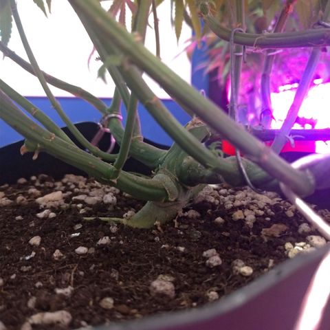 Sideral Punch growlog timeline photo