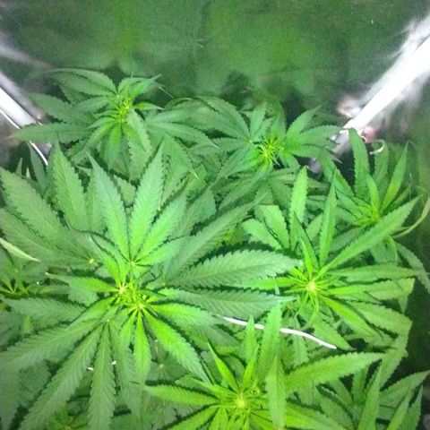 Sideral Punch growlog timeline photo