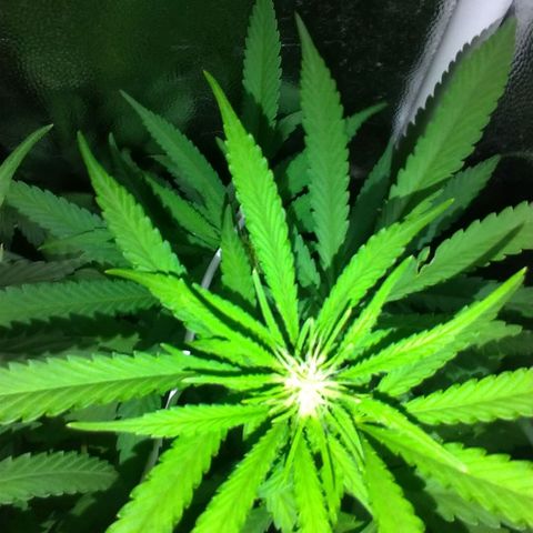 Sideral Punch growlog timeline photo