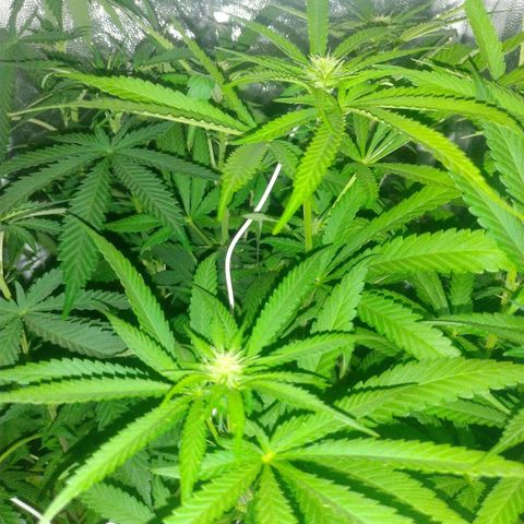 Sideral Punch growlog timeline photo