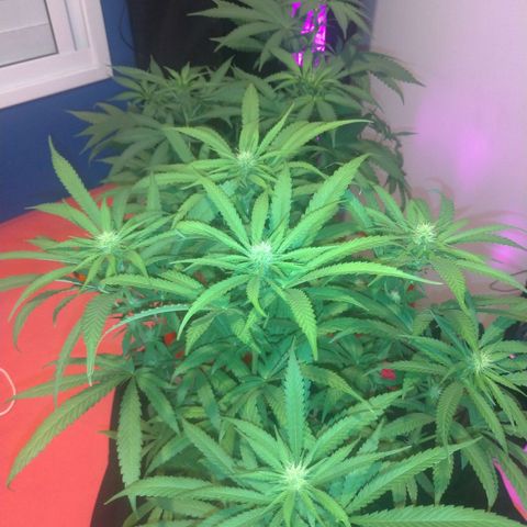 Sideral Punch growlog timeline photo