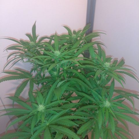 Sideral Punch growlog timeline photo