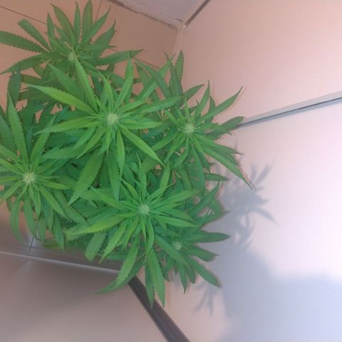 Sideral Punch growlog timeline photo