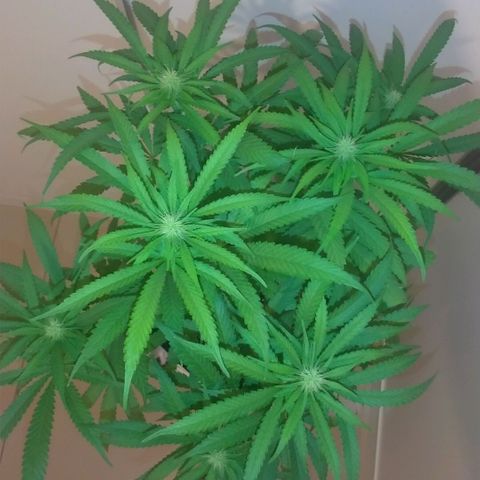 Sideral Punch growlog timeline photo