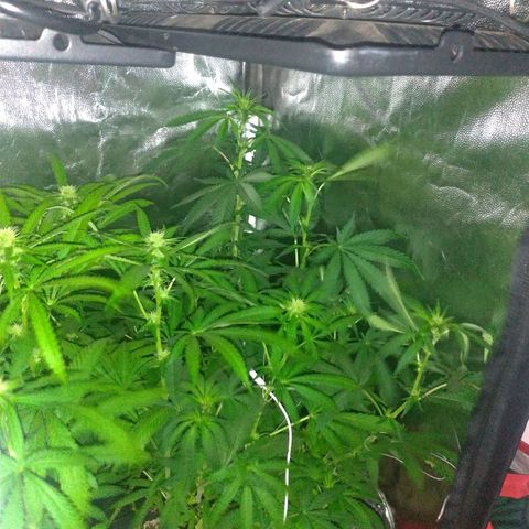 Sideral Punch growlog timeline photo