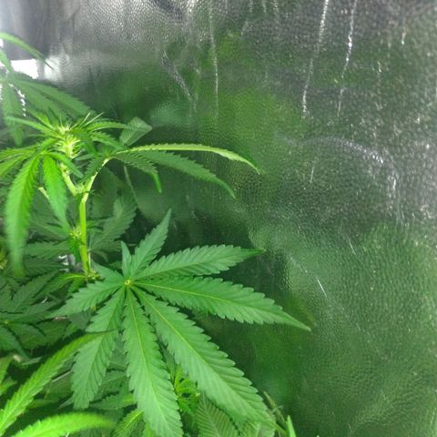 Sideral Punch growlog timeline photo