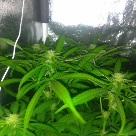 Sideral Punch growlog timeline photo