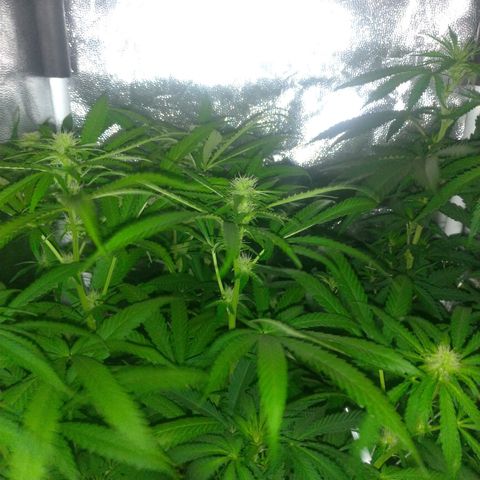 Sideral Punch growlog timeline photo