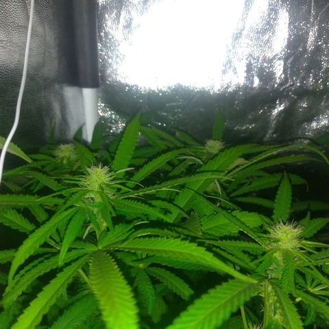 Sideral Punch growlog timeline photo