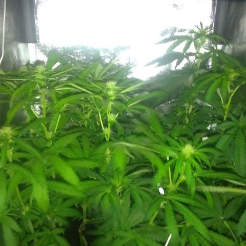 Sideral Punch growlog timeline photo