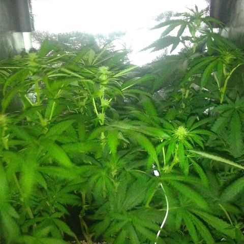 Sideral Punch growlog timeline photo