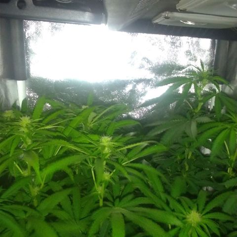 Sideral Punch growlog timeline photo
