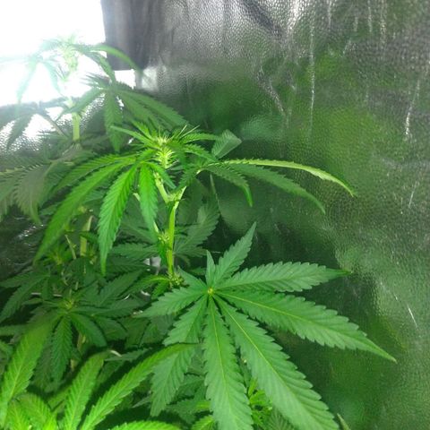 Sideral Punch growlog timeline photo