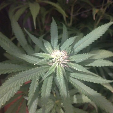 Sideral Punch growlog timeline photo