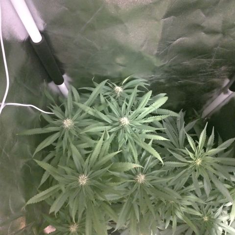 Sideral Punch growlog timeline photo