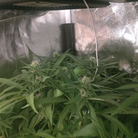 Sideral Punch growlog timeline photo