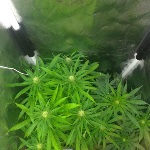 Sideral Punch growlog timeline photo