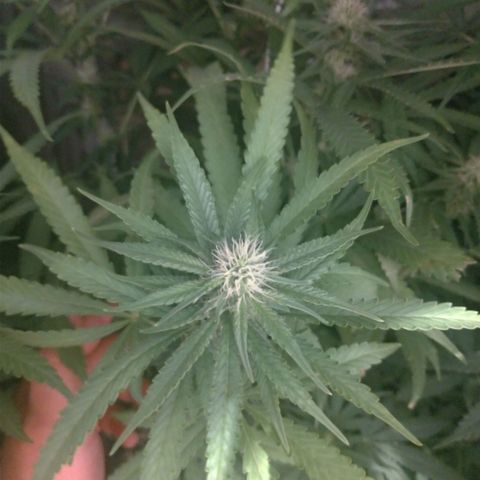 Sideral Punch growlog timeline photo