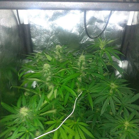 Sideral Punch growlog timeline photo