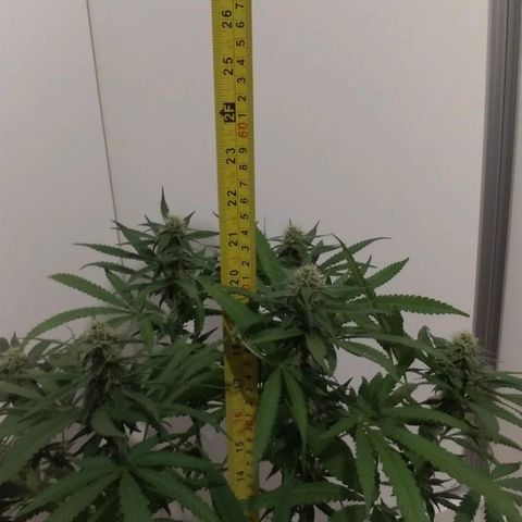 Sideral Punch growlog timeline photo