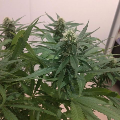 Sideral Punch growlog timeline photo