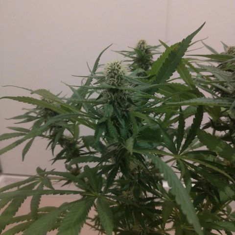 Sideral Punch growlog timeline photo