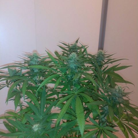 Sideral Punch growlog timeline photo