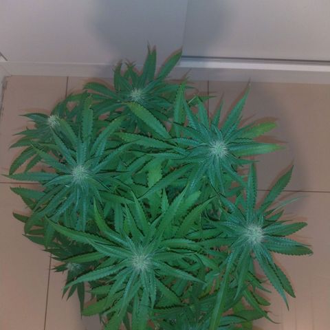 Sideral Punch growlog timeline photo
