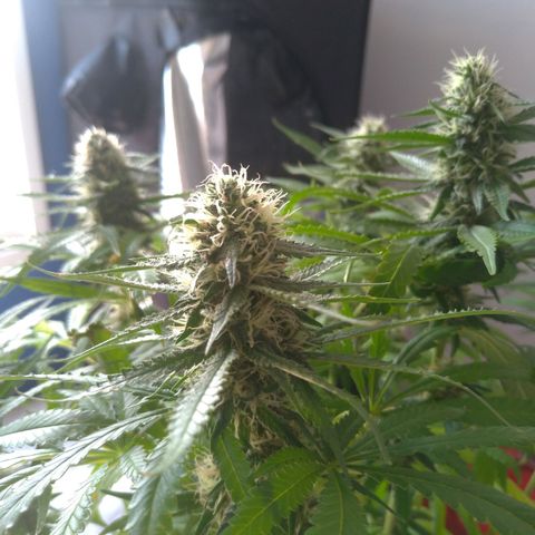 Sideral Punch growlog timeline photo