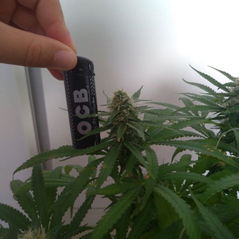 Sideral Punch growlog timeline photo