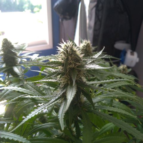 Sideral Punch growlog timeline photo