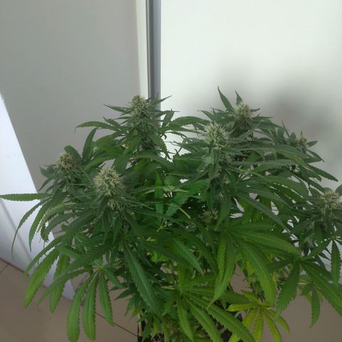 Sideral Punch growlog timeline photo