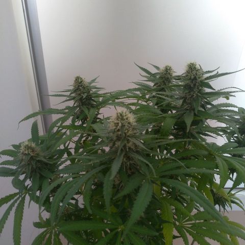 Sideral Punch growlog timeline photo