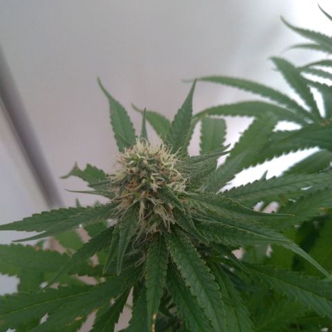 Sideral Punch growlog timeline photo