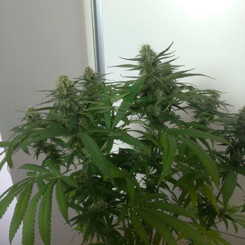 Sideral Punch growlog timeline photo