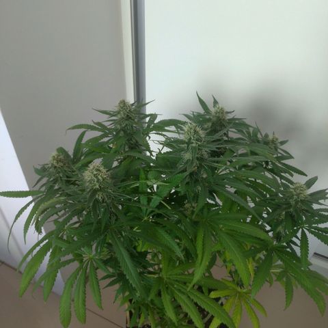 Sideral Punch growlog timeline photo