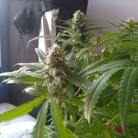 Sideral Punch growlog timeline photo