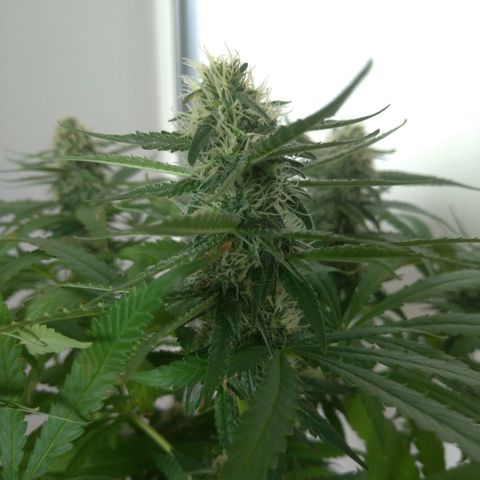 Sideral Punch growlog timeline photo