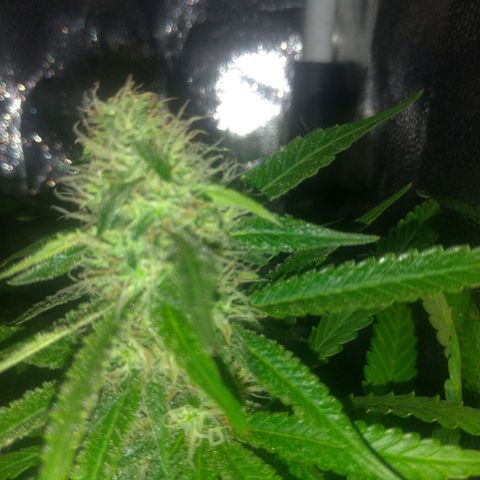 Sideral Punch growlog timeline photo