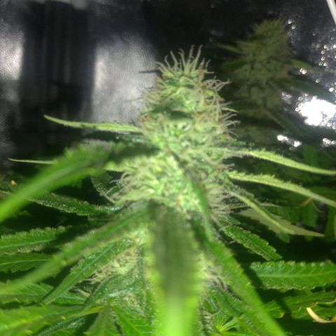 Sideral Punch growlog timeline photo