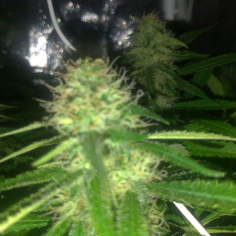 Sideral Punch growlog timeline photo