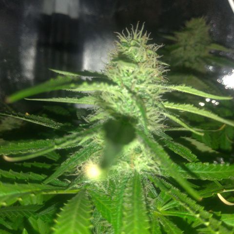 Sideral Punch growlog timeline photo
