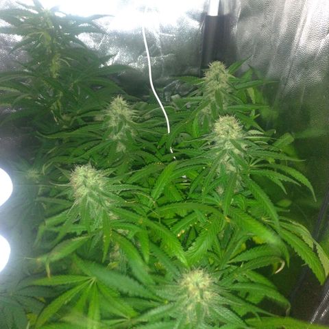Sideral Punch growlog timeline photo