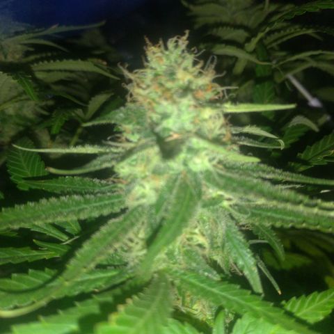 Sideral Punch growlog timeline photo