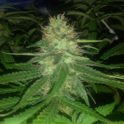 Sideral Punch growlog timeline photo
