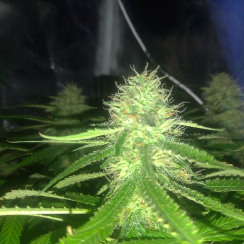 Sideral Punch growlog timeline photo