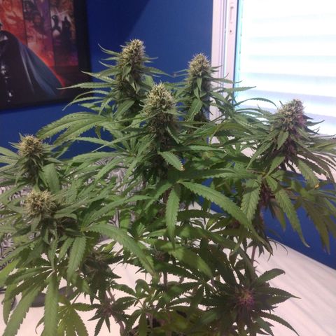Sideral Punch growlog timeline photo