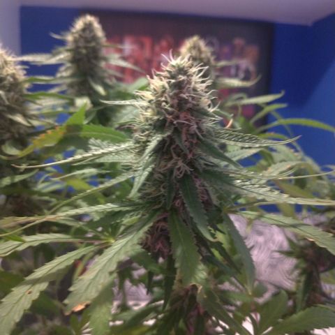 Sideral Punch growlog timeline photo