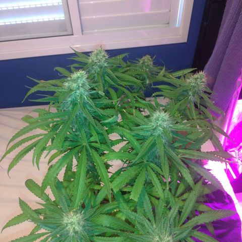 Sideral Punch growlog timeline photo