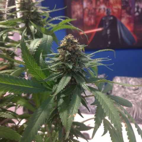 Sideral Punch growlog timeline photo